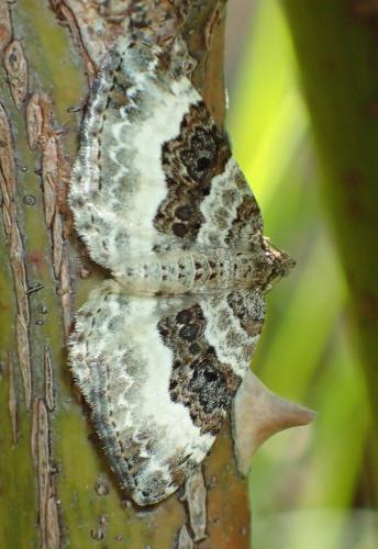 Epirrhoe alternata